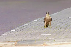 Paving: Peregrine Falcon