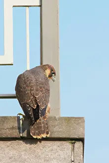 Platform: Peregrine Falcon