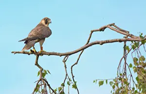 Peregrinus: Peregrine Falcon