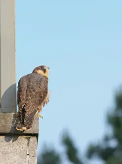 Platform: Peregrine Falcon