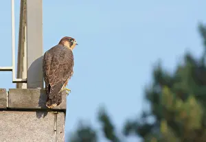 Platform: Peregrine Falcon