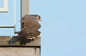 Platform: Peregrine Falcon