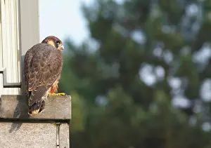 Platform: Peregrine Falcon