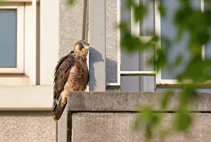 Platform: Peregrine Falcon