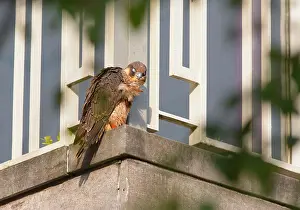Platform: Peregrine Falcon