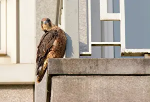Platform: Peregrine Falcon