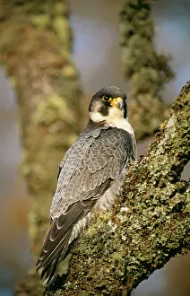 Falco: Peregrine Falcon