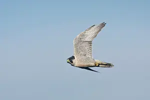 Peregrines: Peregrine Falcon - Adult