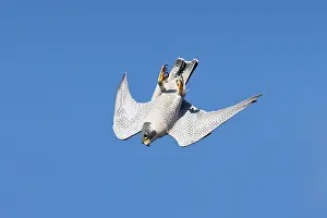 Peregrines: Peregrine Falcon - adult