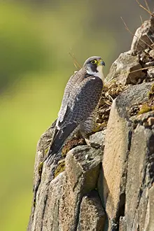 Peregrines: Peregrine Falcon adult