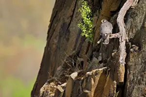 Peregrines: Peregrine Falcon adult