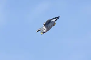 Peregrines: Peregrine Falcon - adult in a dive / stoop