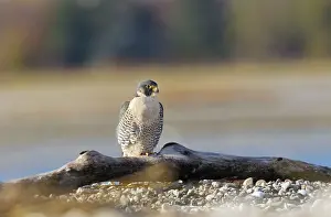 Sandbar: Peregrine Falcon - adult - on driftwood on sandbar