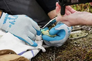 Marked: Peregrine Falcon adult Falco peregrinus young being ban