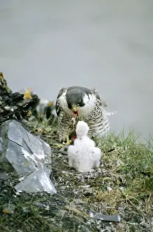 Siberia: Peregrine Falcon - adult feeds a chick in the nest