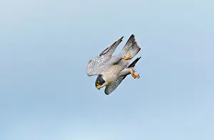 Peregrines: Peregrine Falcon - adult in flight
