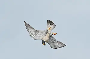 Peregrines: Peregrine Falcon - adult in flight