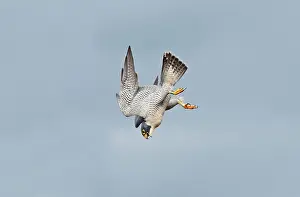 Peregrines: Peregrine Falcon - adult in flight