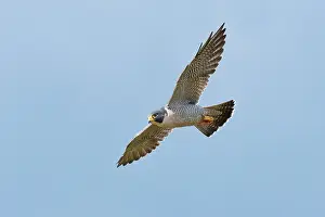 Peregrines: Peregrine Falcon - adult in flight
