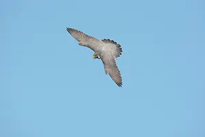 Peregrines: Peregrine Falcon - adult in flight