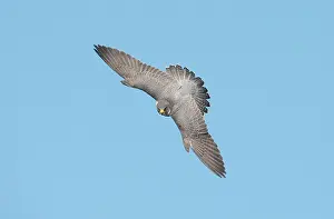 Peregrines: Peregrine Falcon - adult in flight