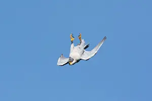 Peregrines: Peregrine Falcon - adult in flight