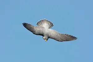 Peregrines: Peregrine Falcon - adult in flight