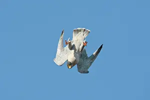 Peregrines: Peregrine Falcon - adult in flight