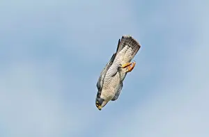 Speed: Peregrine Falcon - adult in flight