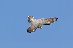Peregrines: Peregrine Falcon - adult in flight - during fall migration