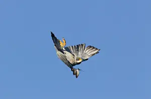 Peregrines: Peregrine Falcon - adult in flight - during fall migration