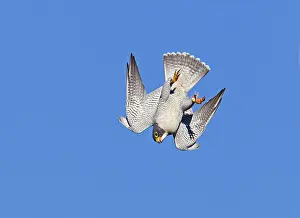 Peregrines: Peregrine Falcon - adult in flight - during fall migration