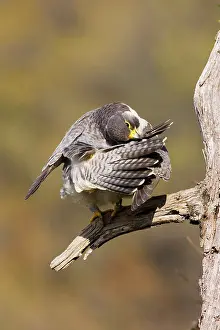 Peregrines: Peregrine Falcon - adult preening