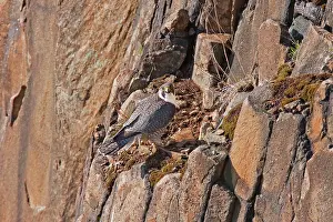 Peregrines: Peregrine Falcon - adult on rock face