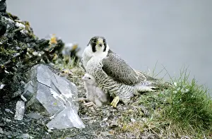 Siberia: Peregrine Falcon - adult warms a chick after feeding