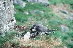 Guarding: PEREGRINE FALCON - adult and young at nest