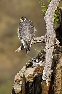 Peregrines: Peregrine Falcon - adults at nest
