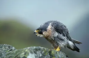 Falco: Peregrine Falcon - calling