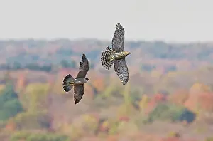 Peregrines: Peregrine Falcon - chasing off a migration immature