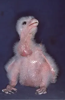 Ugly: PEREGRINE FALCON - chick