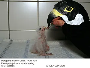 Rescues: Peregrine Falcon Chick - Hand-rearing