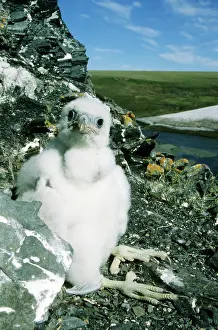 Lemmings: Peregrine Falcon - chick in the nest (a single
