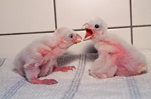 Rehabilitation: Peregrine Falcon chicks - Hand reared