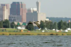 Haven: Peregrine Falcon in city of New Haven