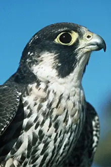 Peregrine: PEREGRINE FALCON - close-up of head