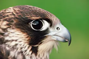 Falco: PEREGRINE FALCON - close-up of head