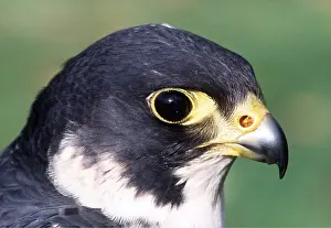 Falcon: PEREGRINE FALCON - close-up of head