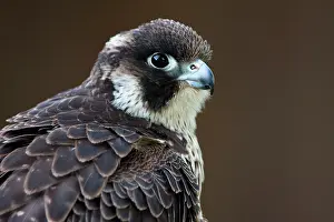 Peregrines: Peregrine Falcon - close-up of single immature bird