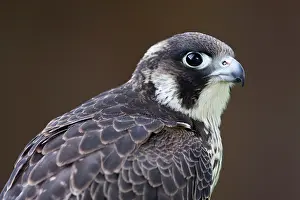 Peregrines: Peregrine Falcon - close-up of single immature bird