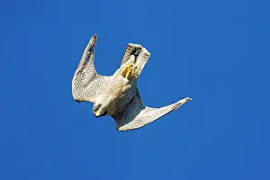 Peregrine: Peregrine Falcon - diving